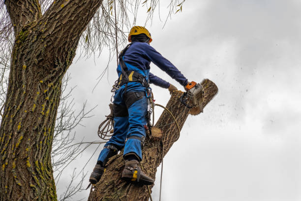 Best Fruit Tree Pruning  in Lockwood, MO