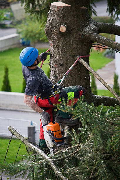 Best Tree Mulching  in Lockwood, MO