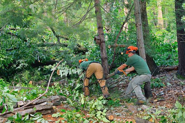 Best Tree Removal  in Lockwood, MO