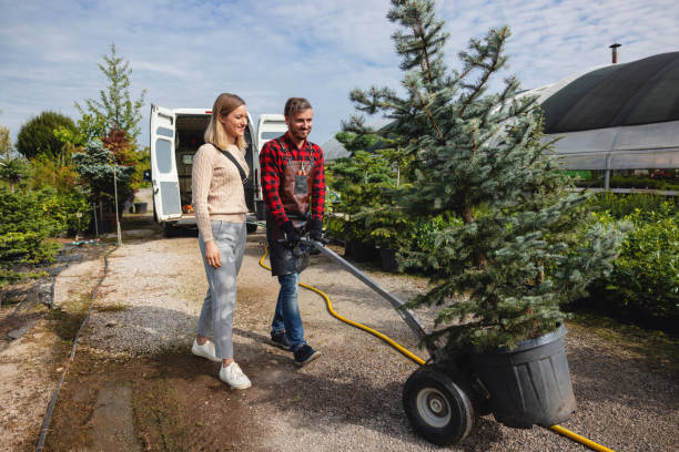 Professional Tree Removal in Lockwood, MO